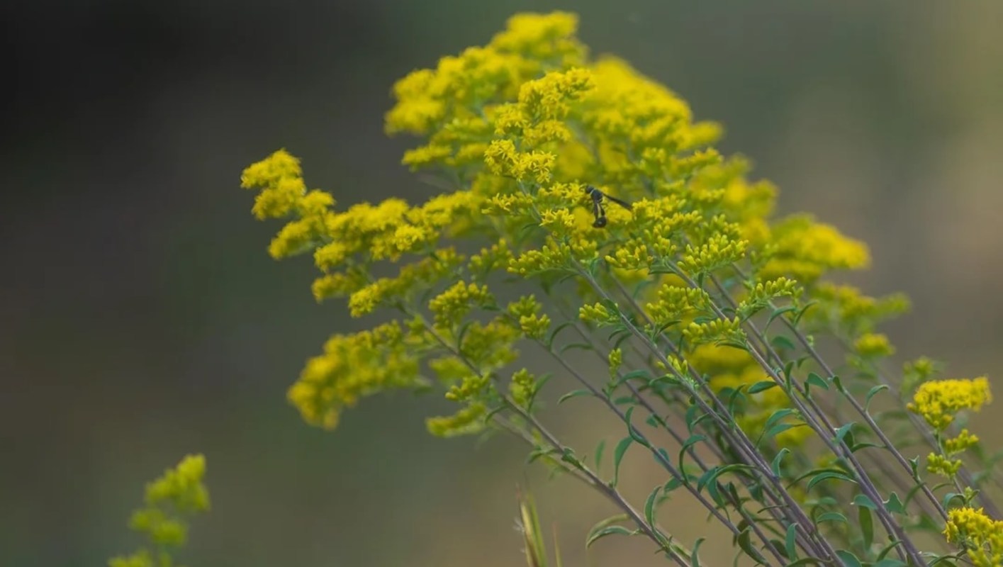 One Redditor shared images of their native plant lawn, which replaced a monoculture Bermuda grass lawn.