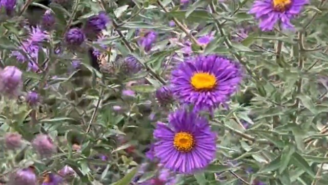 "I would never leave."