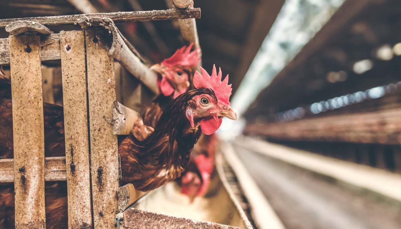 A new report from Compassion in World Farming highlighted how the use of edible grain as factory farm's feed is a massive form of food waste.