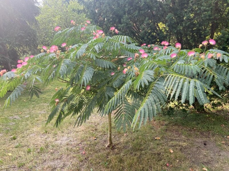 This Reddit thread raised an important point about the damage non-native flora, like the invasive Mimosa tree, can cause to ecosystems.
