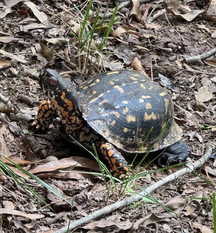 "They are a threatened species."