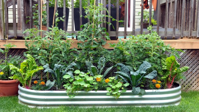 One gardener shared an effortless yet effective way of passively watering her garden on TikTok.