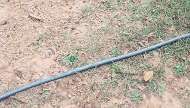 One couple's impressive rain garden has been going viral, revealing how you can naturally solve flooding issues in your own yard.