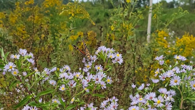 One homeowner's decision to skip mowing their newly purchased property led to a beautiful rewilding success story.