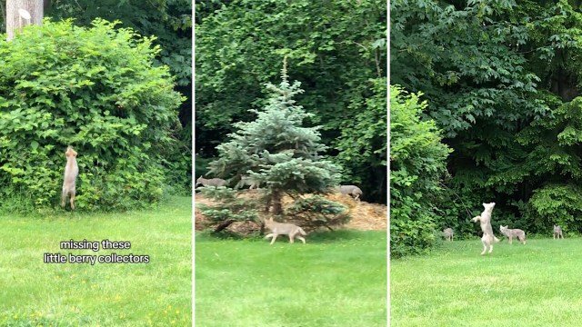 A TikTok video has provided a glimpse of several coyote pups playing and eating berries on a Pacific Northwest lawn.