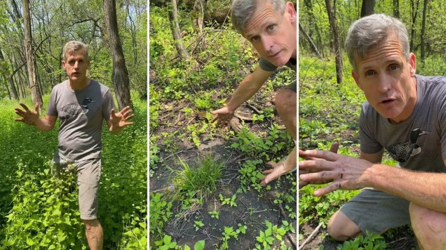 If you're having trouble with garlic mustard in your yard, a popular naturalist and wild-plant expert has some hot advice.