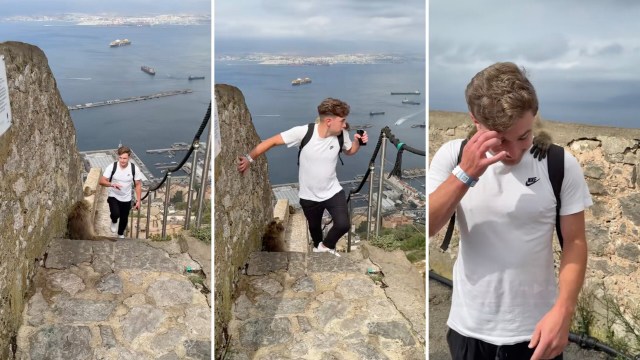 One tourist experienced the mischievous behavior of wild monkeys in Gibraltar. The incident was shared on TikTok by a bystander.