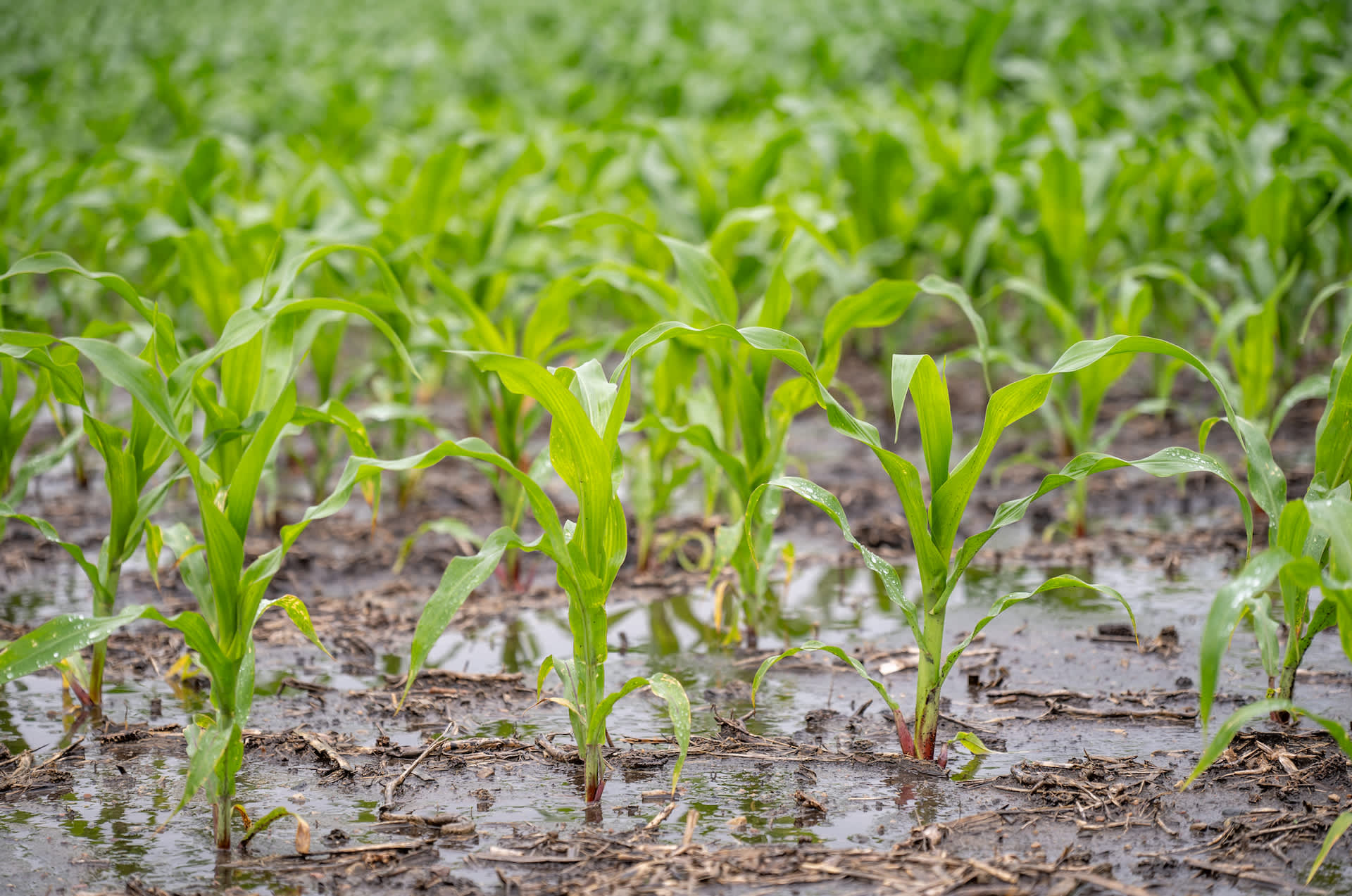 Farmers issue warning as heavy rain decimates key crop: 'Now we are left with nothing'