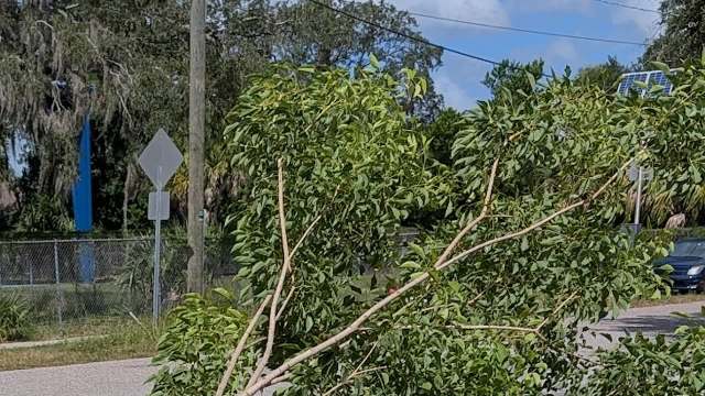 One Reddit user discovered that their tree was plagued by girdling roots and turned to the r/arborists community for help.