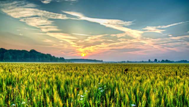 Michigan's landowners are turning to herds of goats to restore balance on their properties.