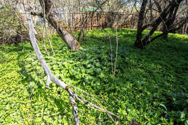 One TikTok user showed how effective goats can be at managing overgrown weeds and shrubs in a yard.