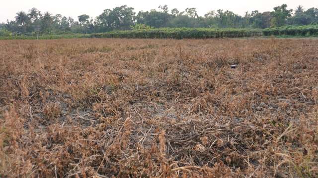 This viral TikTok hilariously showcases a method called "goatscaping," an eco-friendly approach to land management.