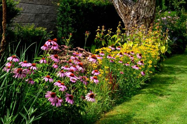 One gardener had the thrill of a lifetime when a goldfinch landed on her sunflower.