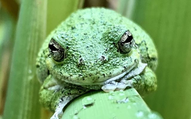 Scientists at Case Western University looked at the challenges the gray tree frog faces amid rising global temperatures.