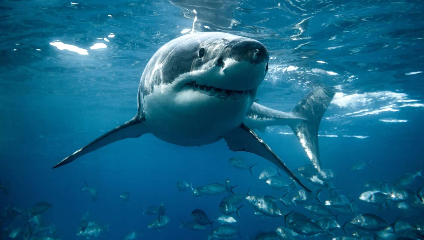 A long-lost great white shark's tag has revealed one shark's stunning journey from South Africa to Southeast Asia.