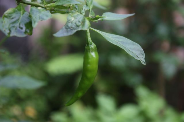 Dhaka, Bangladesh, is experiencing an increase in prices for vegetables as a result of extreme weather.