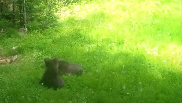 "Unfortunately, after the bears left, a herd of cows came around and ate all the grass."