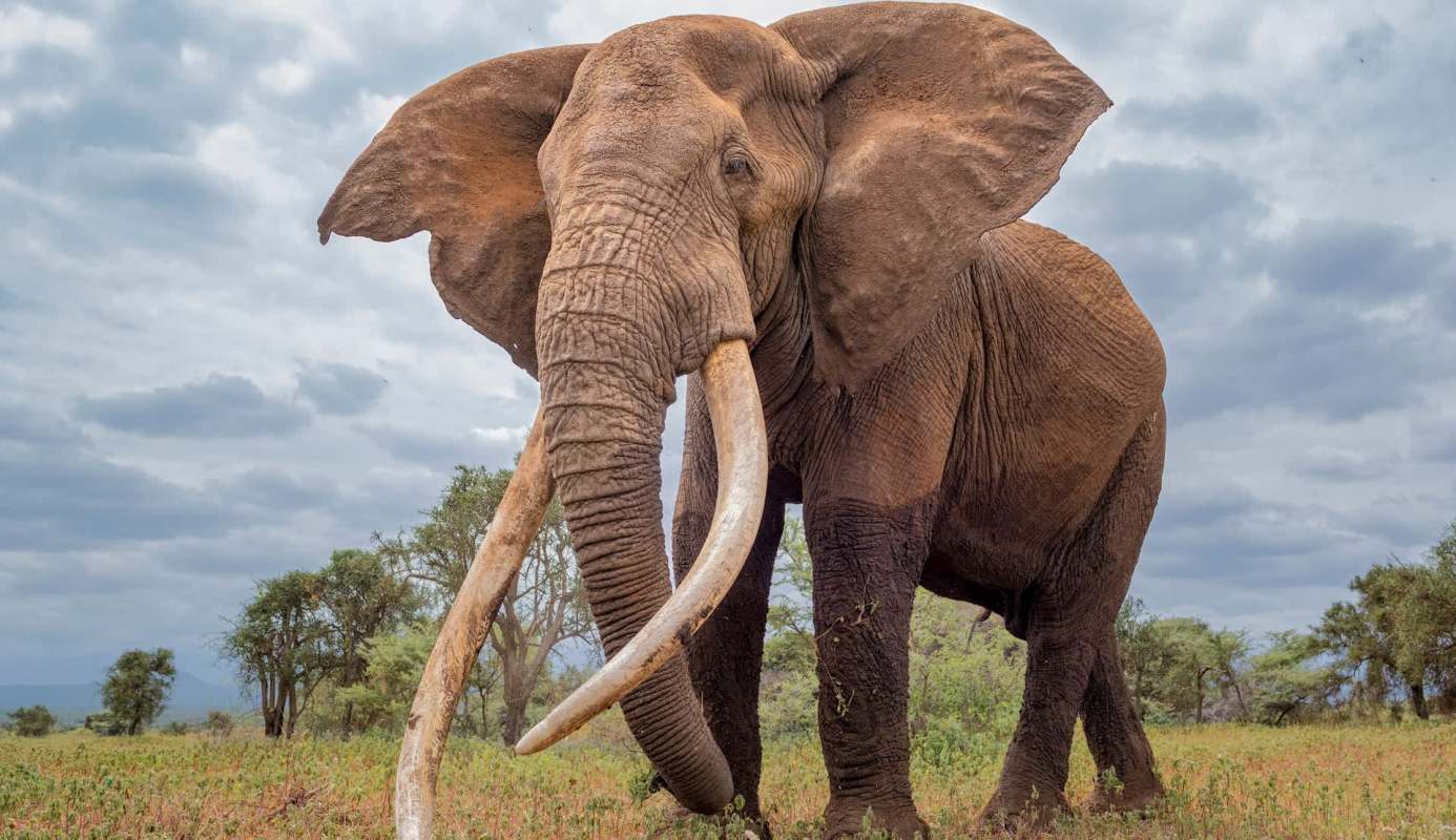 It puts both animals and humans at risk.