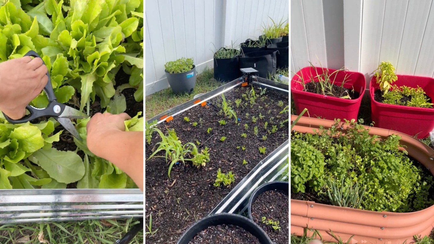 One TikToker, Emily, shows how resilient and abundant her lettuce plants are, despite comments suggesting she harvest her lettuce differently.
