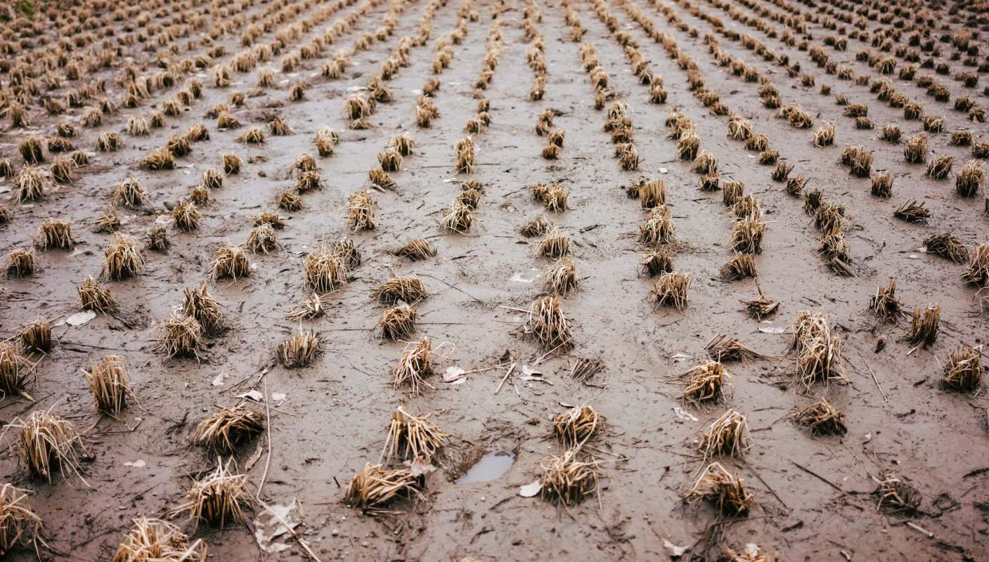 Turkish hazelnut farmers are facing a major crisis after an unexpected frost devastated their crops.