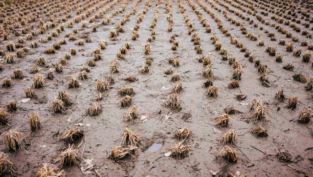 Turkish hazelnut farmers are facing a major crisis after an unexpected frost devastated their crops.