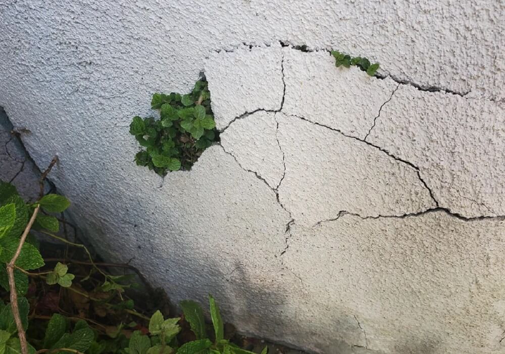 "It's a friend for life … for the next ten+ generations cuz it doesn't know how to say goodbye."