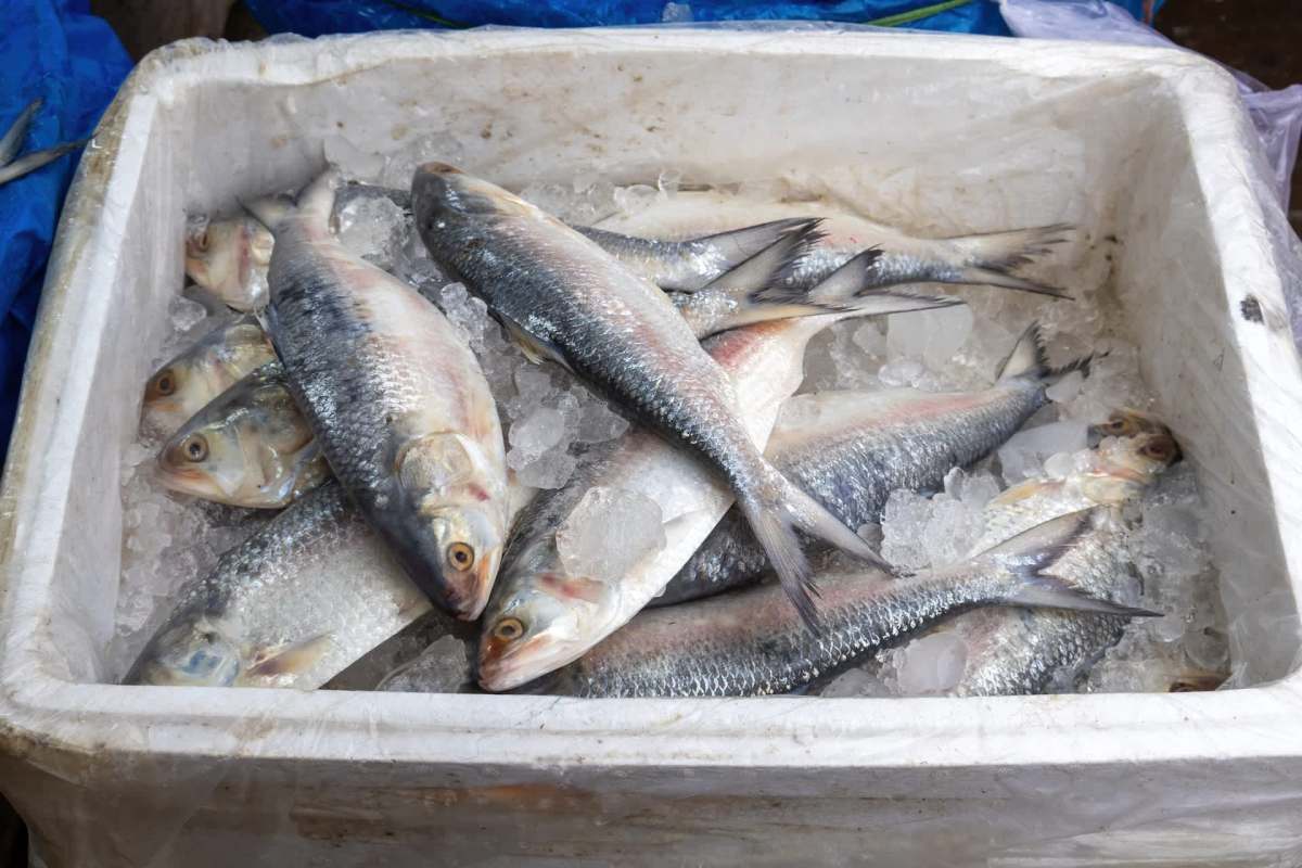 Fishermen themselves had a say.