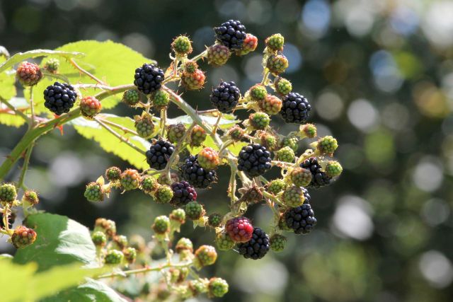 One TikToker has come up with a simple way to combat invasive species, and it involves eating a lot of Himalayan blackberries.