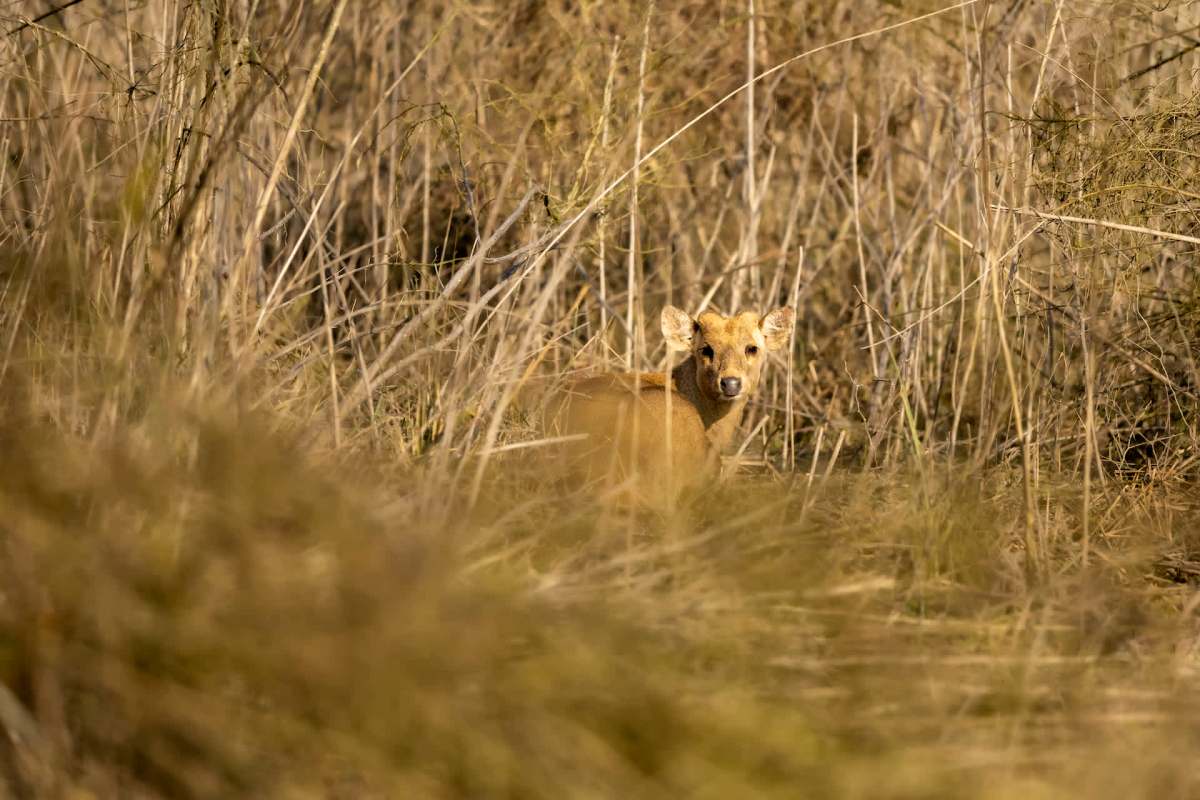 "Community engagement and habitat protection are essential for its survival."
