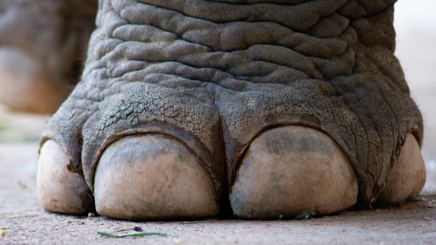 "Our guests witnessed an unbelievable sighting."