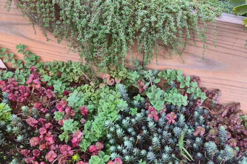 A Reddit user has inspired garden envy after sharing the dramatic transformation of their backyard's fire pit path.