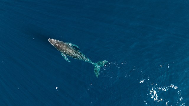 Humpback whales are shrinking, according to a new study.