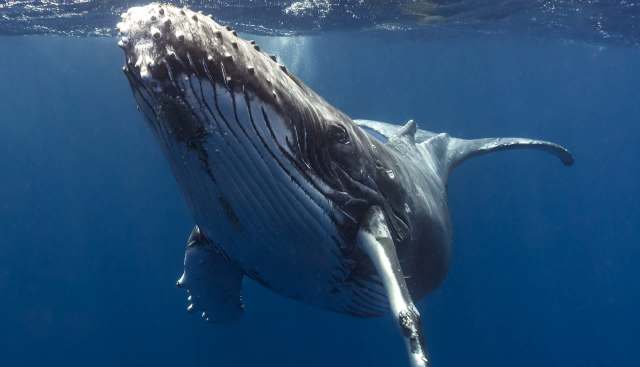 "The sooner that we know about it, the greater chance of survival these animals will have."