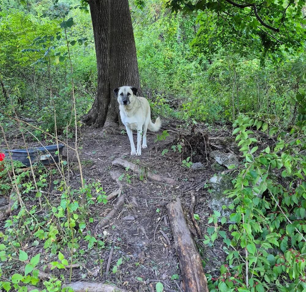 A Redditor shared how they wanted to remove invasive plants from under a centuries-old Norway maple.