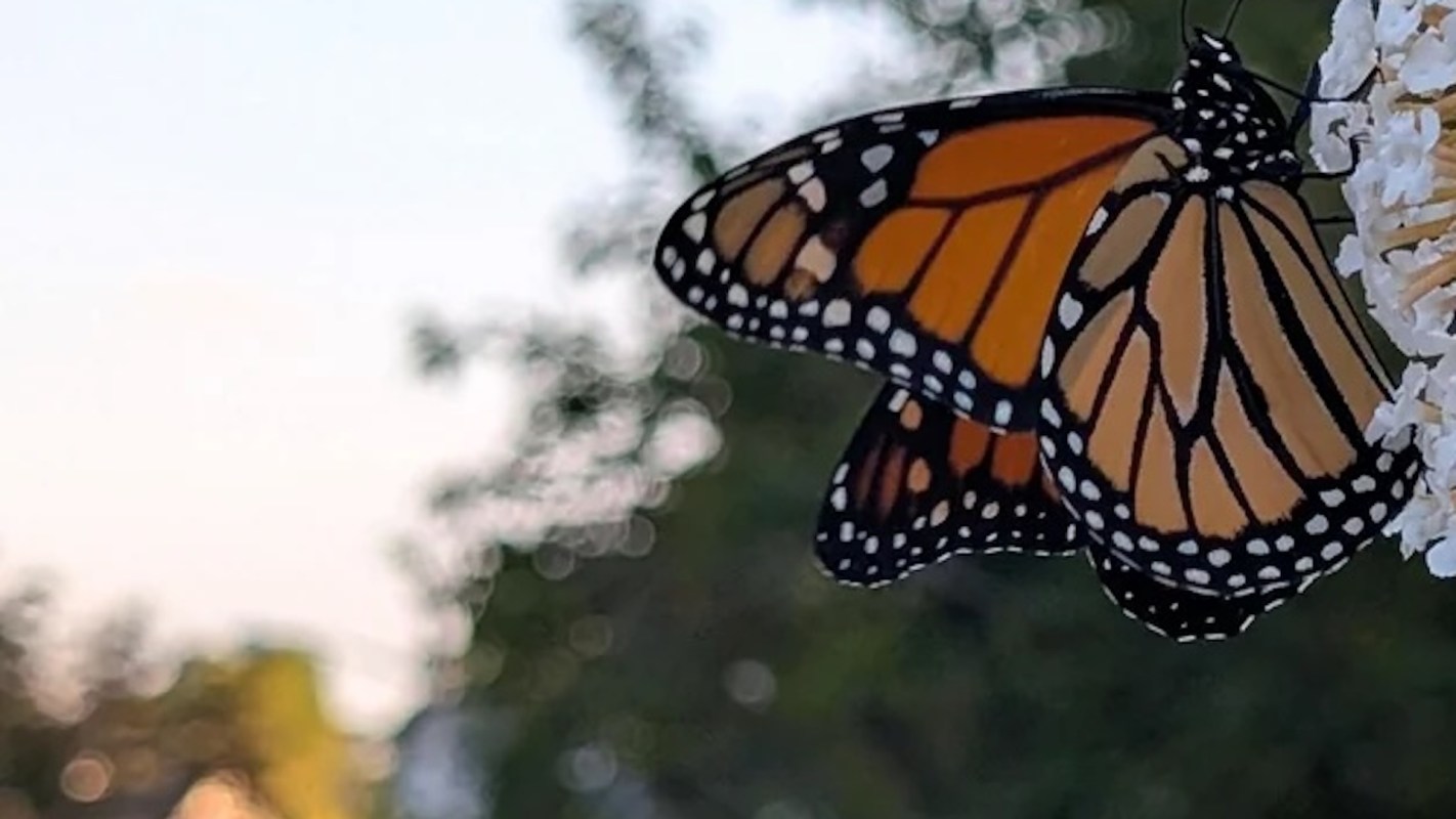 One gardener inspired spirited debate over the invasive butterfly bush they've kept in their yard.
