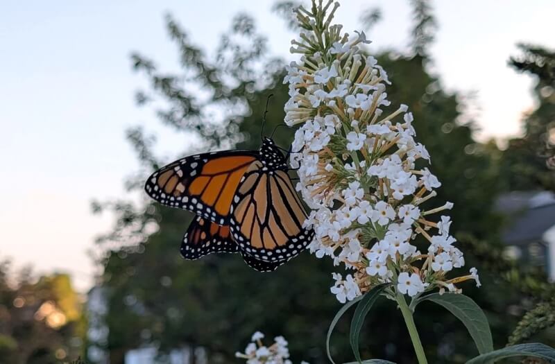 One gardener inspired spirited debate over the invasive butterfly bush they've kept in their yard.
