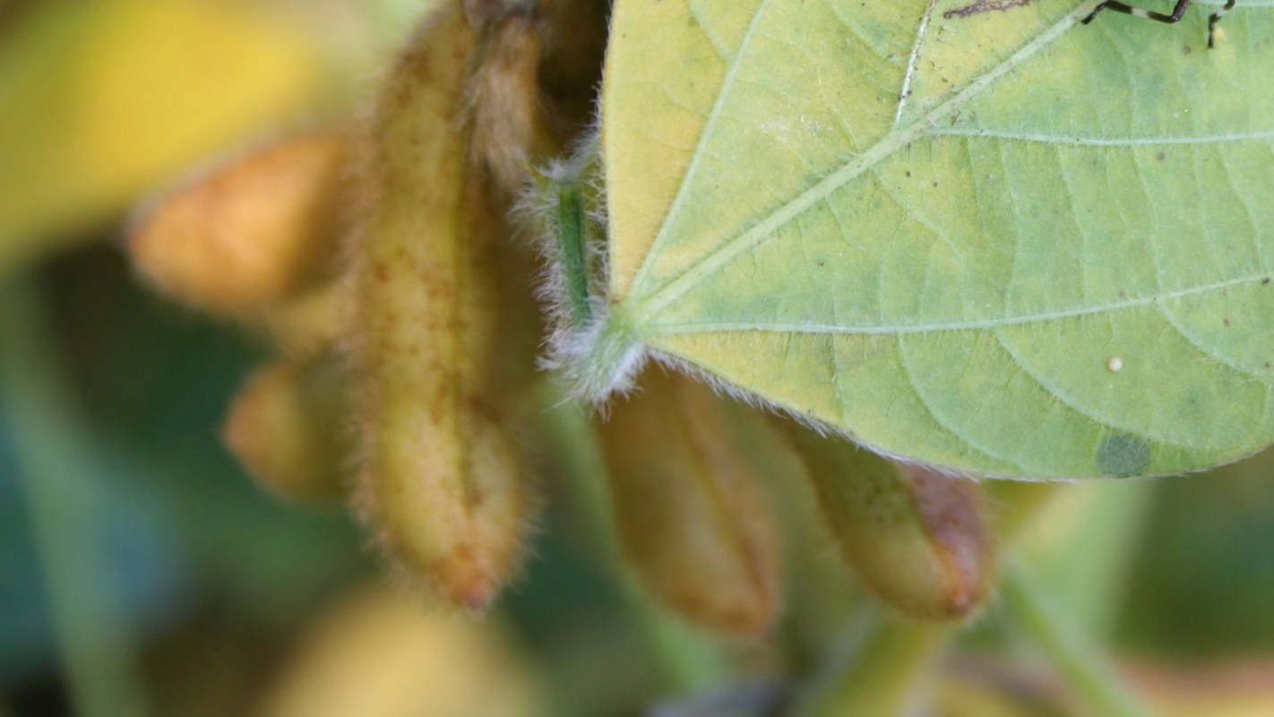 The brown marmorated stink bug is increasingly showing up in North America's homes and buildings as temperatures drop.