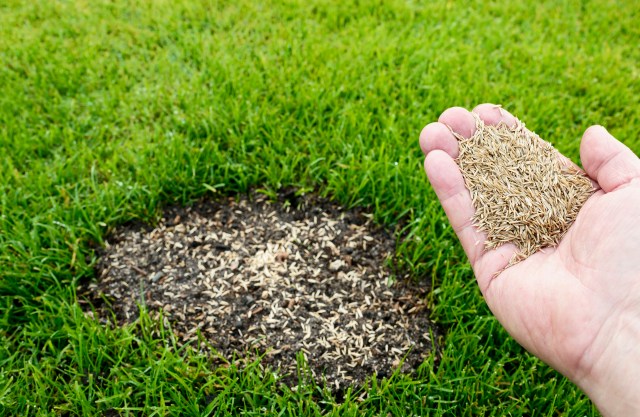 One TikToker showed how easy it is to kill your lawn and plant a beautiful garden.