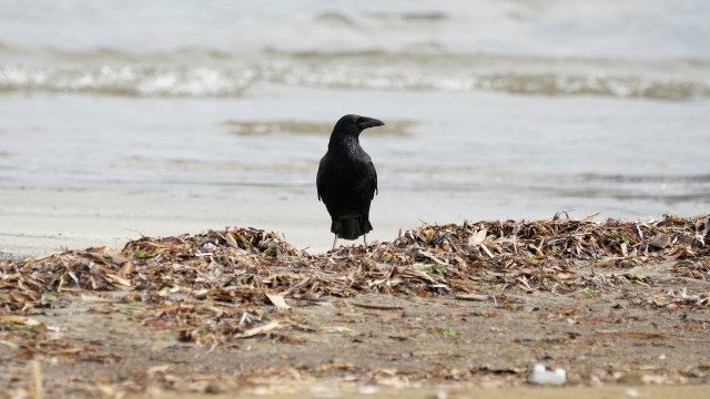 There are seriously harmful impacts.