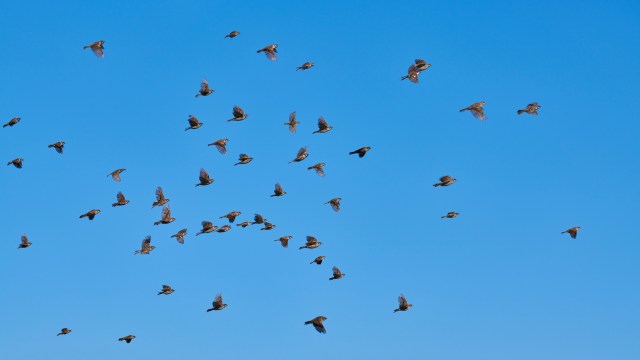 Wildlife experts in Victoria, Australia, have been left baffled by the sudden, massive influx of swift parrots.