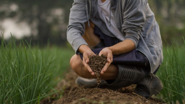 There's a ready supply waiting in sewage treatment plants.