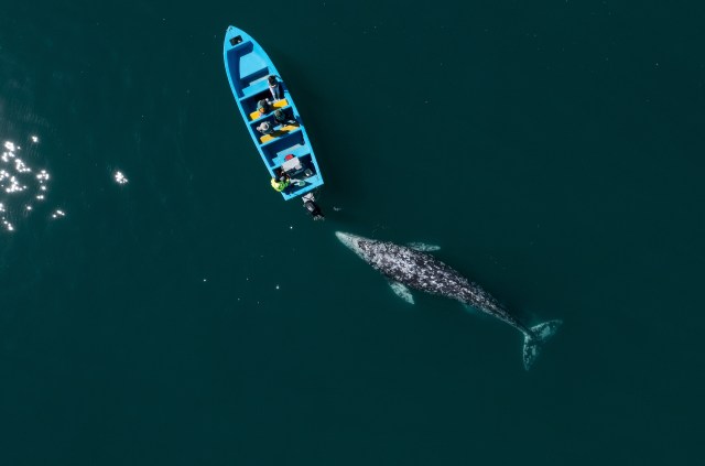 A federal review of whale entanglements off the U.S. coast has confirmed that the problem is accelerating.
