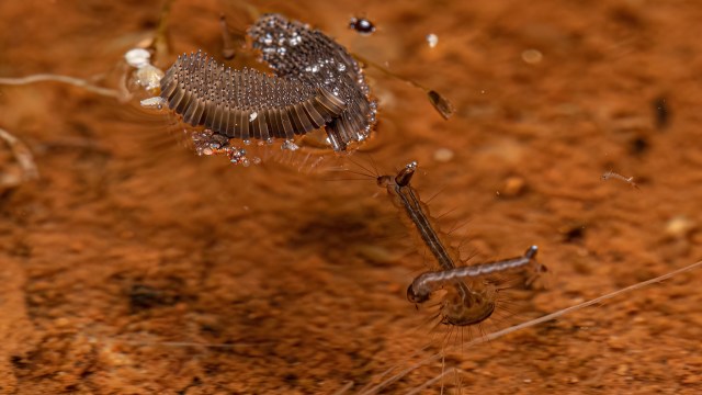 British officials are on edge after finding eggs of a deadly mosquito in multiple counties around the U.K.
