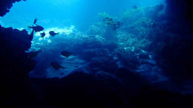 Tropical fish are making an unexpected migration in Western Australia, raising concerns about the changing climate.
