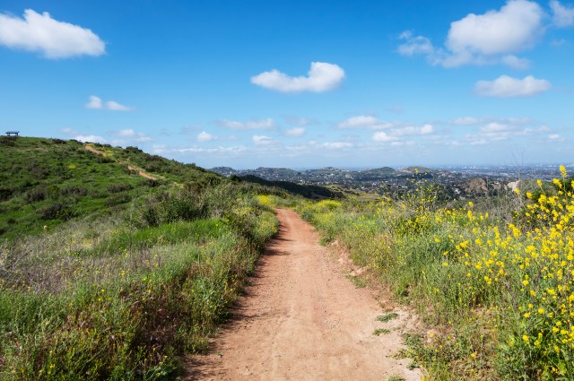 A wildlife photographer was left speechless after his trail camera picked up heartwarming footage of a young mountain lion.