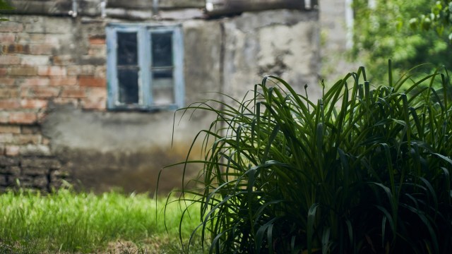 One homeowner shared their drastic transformation of the house to the r/Gardening subreddit, revealing their beautifully restored property.