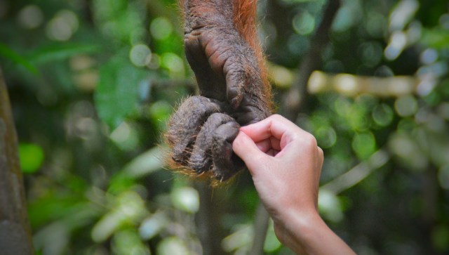 Goodall made the groundbreaking discovery that chimpanzees can make and use tools.