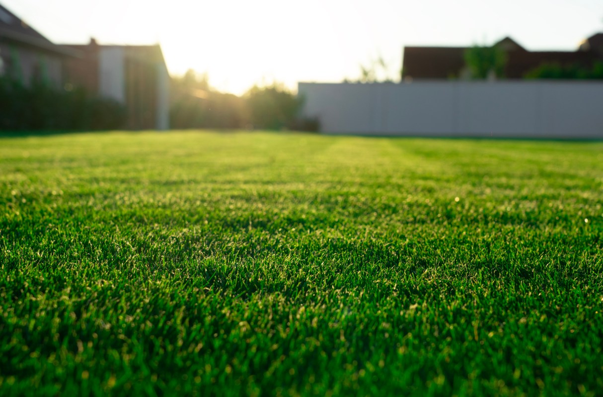 A homeowner shared a story about their once-thriving native garden, which they believe was poisoned by a neighbor.
