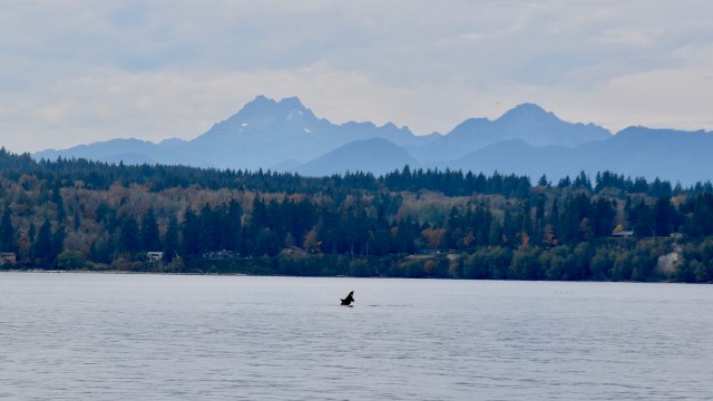 Local residents in the Pacific Northwest were treated to an exceptionally rare glimpse at members of the critically endangered J pod of Southern Resident Killer Whales.