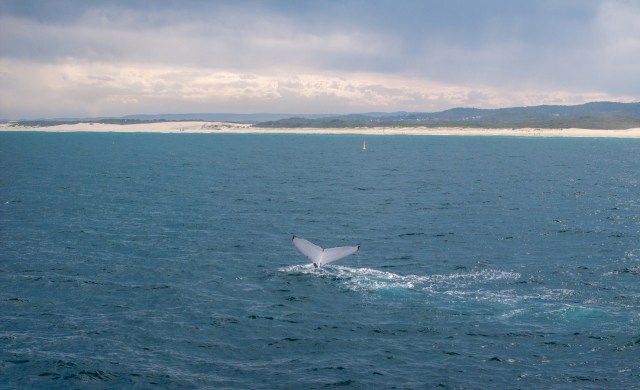 A worrying new report indicates that all migratory animals face risks due to rising global temperatures, presenting consequences for us all.